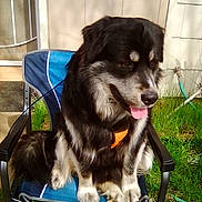 Micah is registered to the contest to win money with this photo: dog, black_fur, white_markings, harness, chair, folding_chair, grass, backyard, tongue_out, paws, muzzle, pet, sitting, outdoor, fur, happy, metal_frame, house_siding, hose, portrait