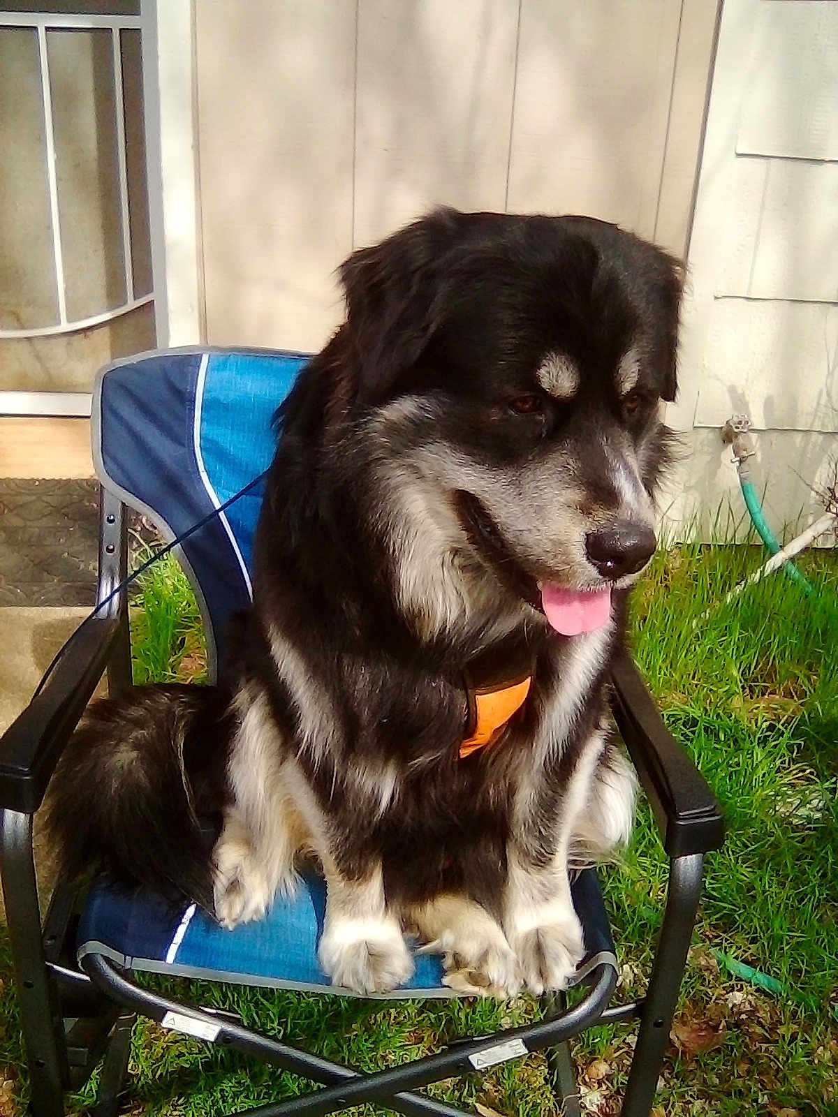 Micah is registered to the contest to win money with this photo: dog, black_fur, white_markings, harness, chair, folding_chair, grass, backyard, tongue_out, paws, muzzle, pet, sitting, outdoor, fur, happy, metal_frame, house_siding, hose, portrait