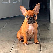 Penelope is registered to the contest to win money with this photo: adorable, alert, animal, brown, canine, companion, cute, dog, domestic_animal, ears, floor, french_bulldog, hallway, indoor, pet, portrait, puppy, sitting, tile_floor, young