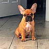 dog, puppy, french_bulldog, pet, animal, indoor, floor, tile_floor, ears, brown, cute, sitting, alert, hallway, canine, young, domestic_animal, adorable, companion, portrait