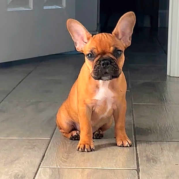 Penelope is registered to the contest to win money with this photo: adorable, alert, animal, brown, canine, companion, cute, dog, domestic_animal, ears, floor, french_bulldog, hallway, indoor, pet, portrait, puppy, sitting, tile_floor, young