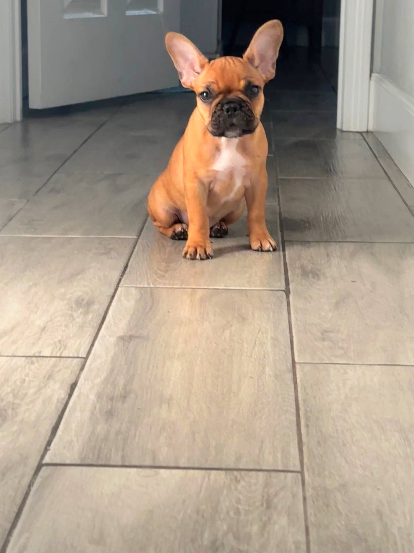 Penelope is registered to the contest to win money with this photo: animal, brown, cute, dog, domestic, door, ears, floor, french_bulldog, hallway, indoor, looking, pet, puppy, shadow, sitting, small, tile, white_chest, young