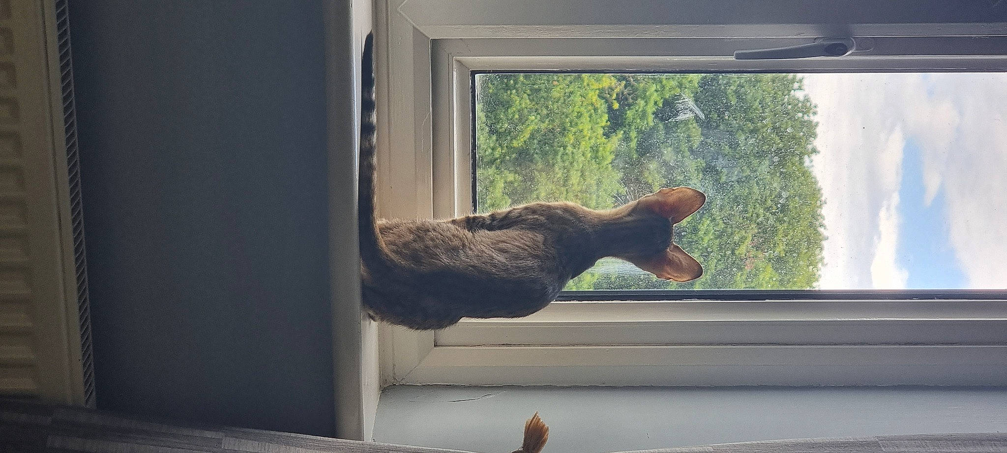 Bourbon is registered to the contest to win money with this photo: daylighting, door, elbow, fixture, gesture, hardwood, home_door, house, plant, rectangle, room, sash_window, shade, tail, tints_and_shades, tree, window, window_covering, window_treatment, wood