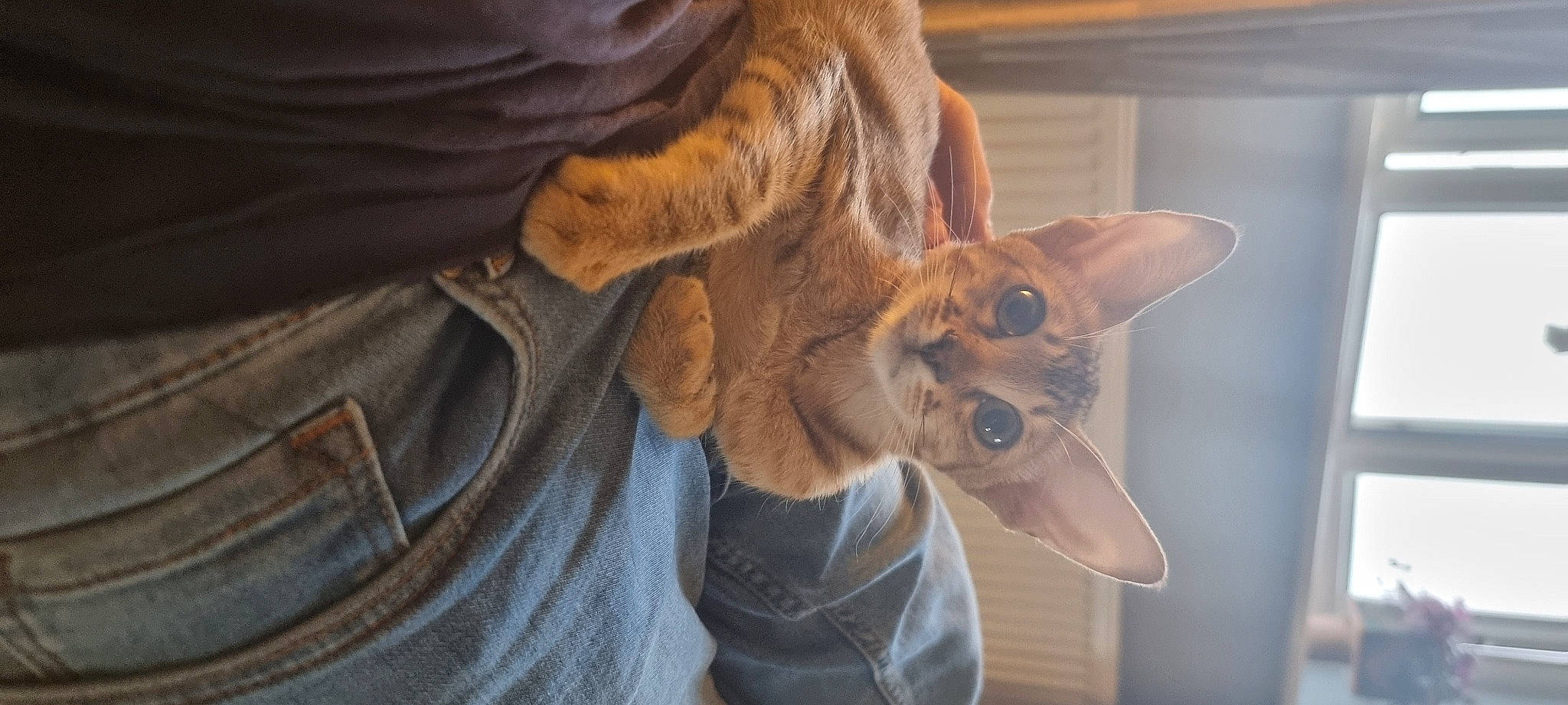 Bourbon joined the competition — help win amazing prizes! art, canidae, carnivore, cat, denim, dog_breed, domestic_short_haired_cat, ear, fawn, felidae, fur, gesture, paw, small_to_medium_sized_cats, snout, sporting_group, tail, tree, whiskers, wood