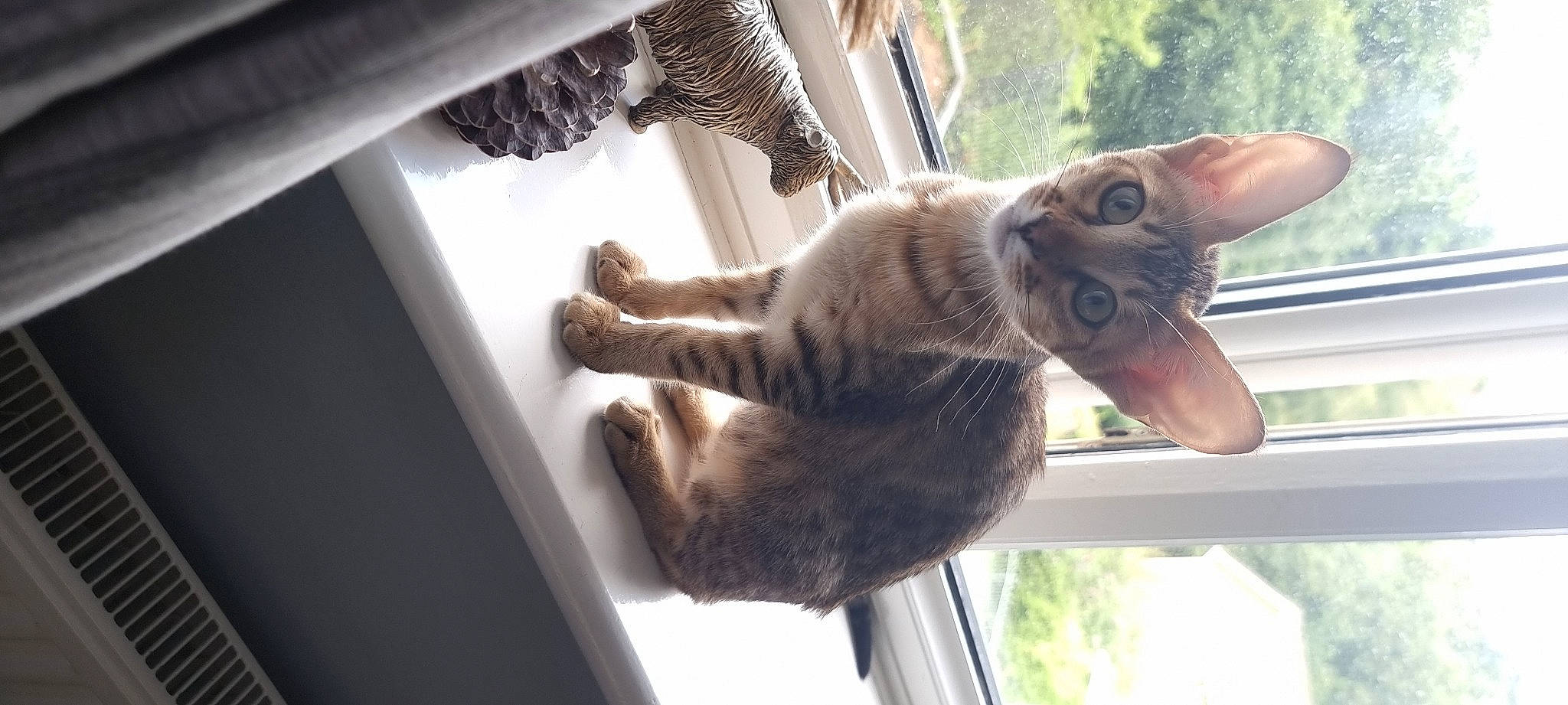 Bourbon is registered to the contest to win money with this photo: carnivore, cat, claw, domestic_short_haired_cat, fawn, felidae, fur, gesture, mammal, metal, paw, plant, small_to_medium_sized_cats, snout, tail, tree, whiskers, window