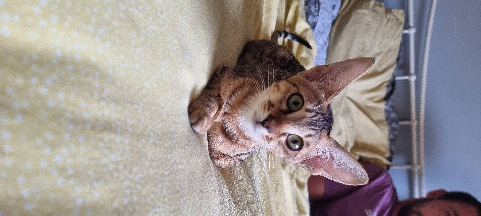 Bourbon is registered to the contest to win money with this photo: carnivore, cat, claw, comfort, devon_rex, domestic_short_haired_cat, ear, fawn, felidae, fur, linens, paw, small_to_medium_sized_cats, snout, tail, textile, whiskers, wildlife