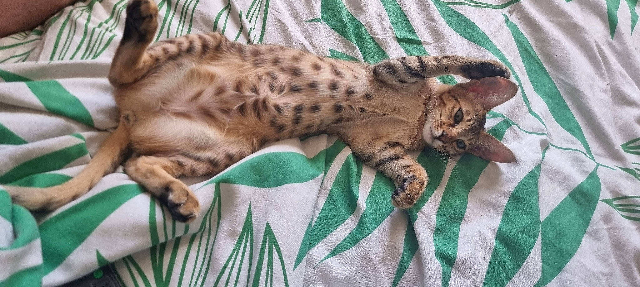 Bourbon joined the competition — help win amazing prizes! big_cats, carnivore, cat, claw, comfort, domestic_short_haired_cat, fawn, felidae, fur, grass, linens, military_camouflage, nap, ocelot, pattern, small_to_medium_sized_cats, snout, terrestrial_animal, whiskers, wildlife