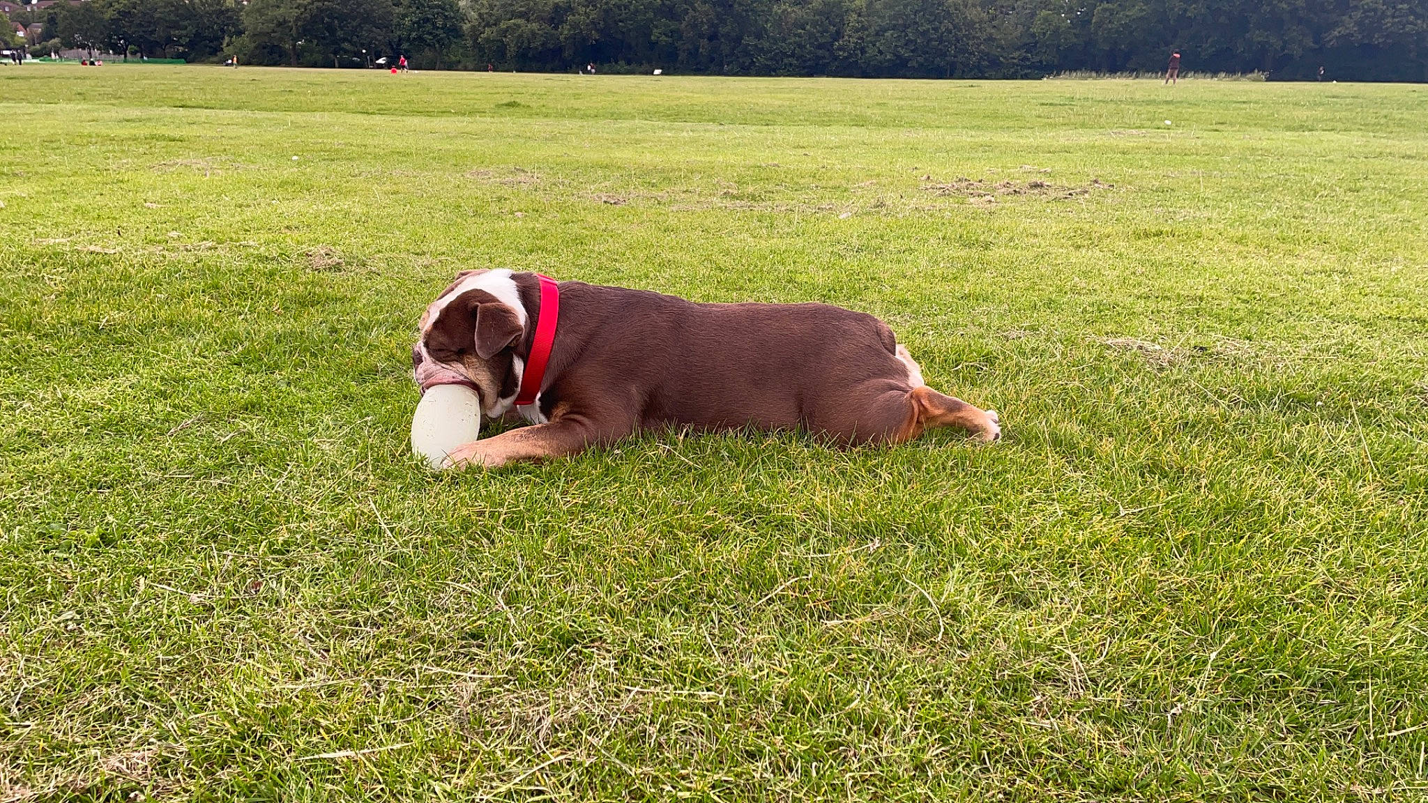 Indi is registered to the contest to win money with this photo: canidae, carnivore, companion_dog, dog, dog_breed, fawn, field, grass, grassland, groundcover, landscape, lawn, liver, meadow, plant, prairie, snout, tail, tree, working_animal