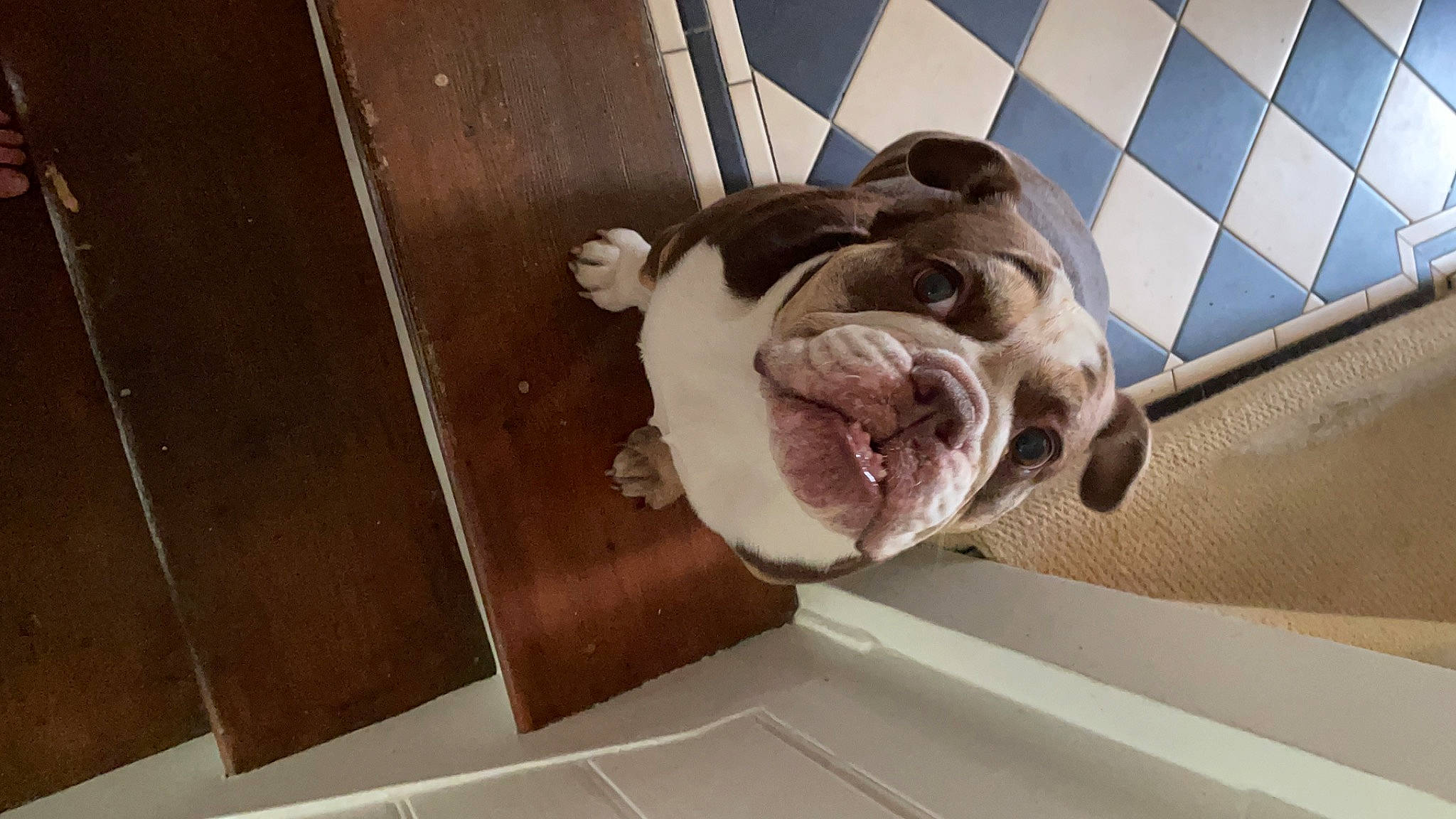 Indi joined the competition — help win amazing prizes! canidae, carnivore, ceiling, collar, comfort, companion_dog, dog, dog_breed, dog_collar, fawn, flooring, fur, hardwood, pet_supply, snout, sporting_group, whiskers, window, wood, working_animal