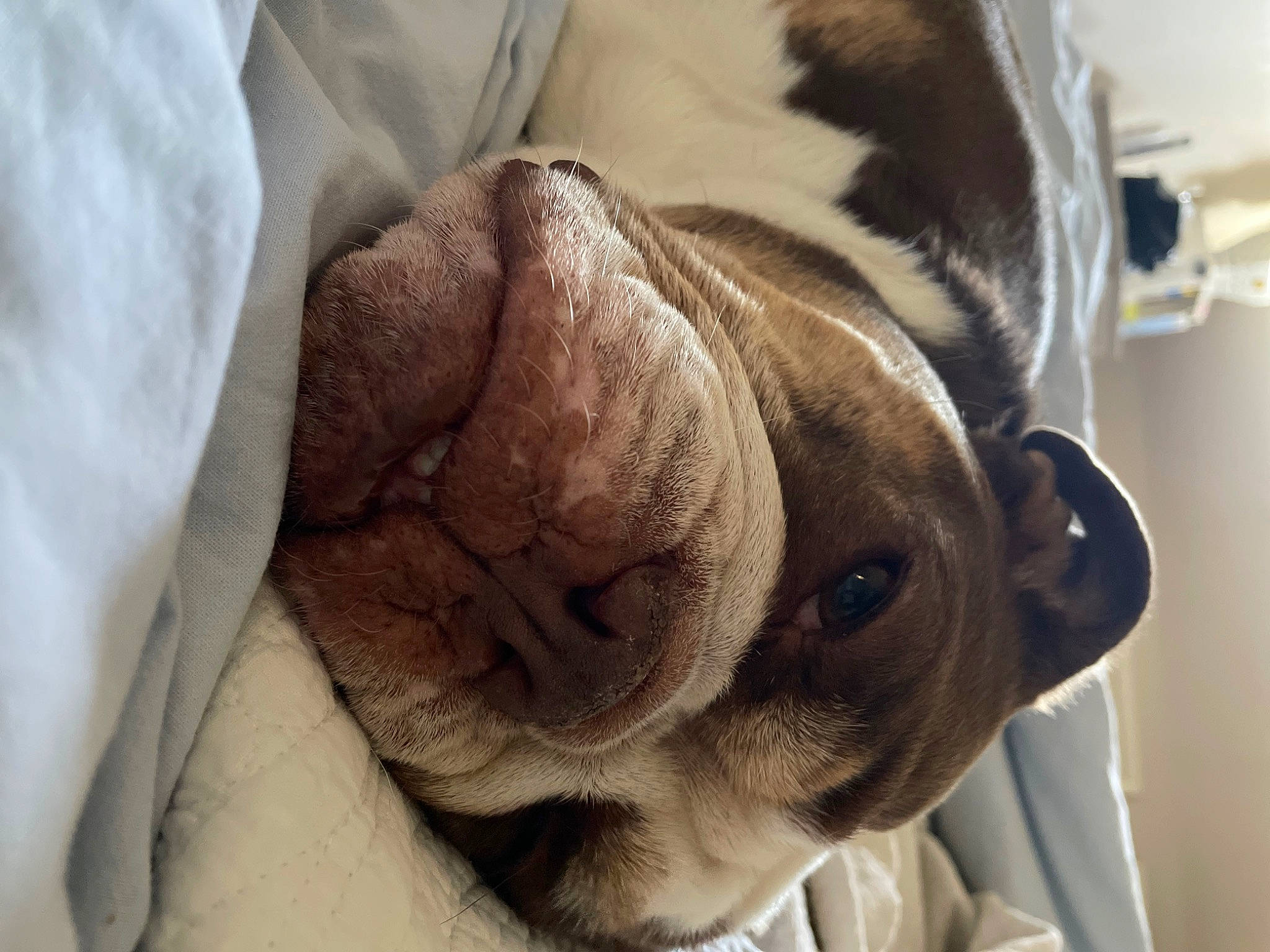 Indi joined the competition — help win amazing prizes! bulldog, canidae, carnivore, collar, comfort, companion_dog, dog, dog_breed, dog_collar, ear, fawn, liver, pet_supply, snout, sporting_group, terrestrial_animal, toy_dog, whiskers, working_animal, wrinkle