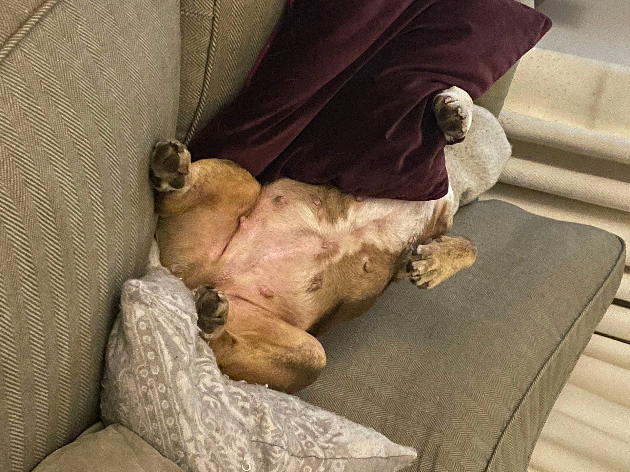 Indi joined the competition — help win amazing prizes! carnivore, comfort, companion_dog, dog, dog_breed, fawn, felidae, flooring, fur, grey, linens, liver, mammal, paw, toy_dog, weimaraner, whiskers, wood, working_animal, wrinkle