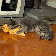 Pete joined the competition — help win amazing prizes! animal, cat, cat_house, cozy, cute, domestic_cat, feline, floor, fur, gray_tabby, home, indoor, pet, pet_accessory, plush_toy, relaxed, resting, sleeping, toy, wooden_floor