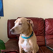 Toby is registered to the contest to win money with this photo: dog, pet, brown_dog, collar, leather_couch, indoor, seated, side_view, canine, domestic_animal, looking_away, houseplant, furniture, calm, medium_sized_dog, animal, living_room, resting, mammal, companion