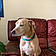 Toby
