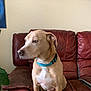 dog, pet, brown_dog, collar, leather_couch, indoor, seated, side_view, canine, domestic_animal, looking_away, houseplant, furniture, calm, medium_sized_dog, animal, living_room, resting, mammal, companion