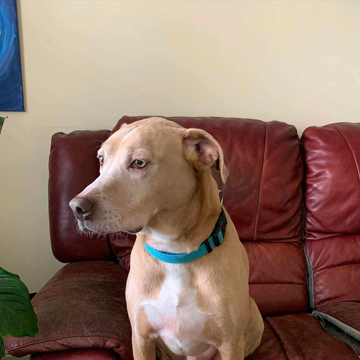 Toby is registered to the contest to win money with this photo: dog, pet, brown_dog, collar, leather_couch, indoor, seated, side_view, canine, domestic_animal, looking_away, houseplant, furniture, calm, medium_sized_dog, animal, living_room, resting, mammal, companion