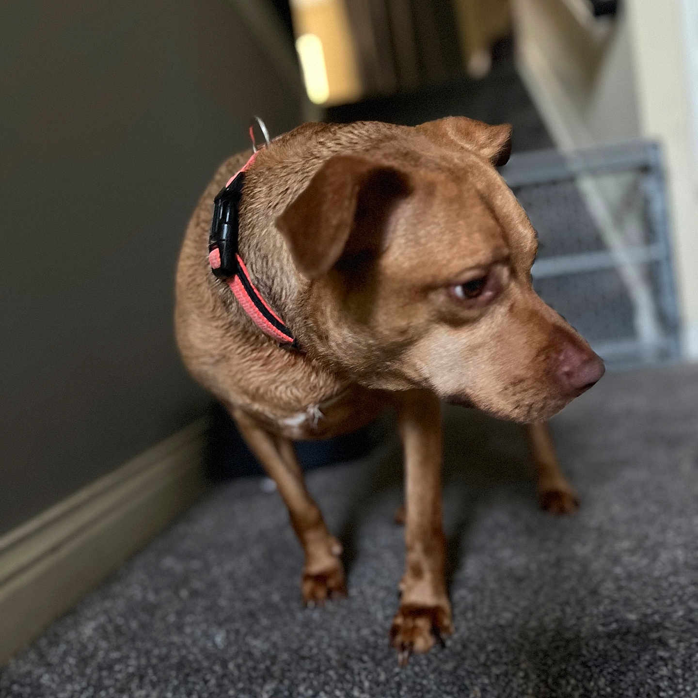 Tippy joined the competition — help win amazing prizes! animal, brown_dog, canine, carpet, collar, curious, dog, domestic, ears, focused, furry, house, indoor, mammal, paw, pet, side_view, snout, staircase, walking