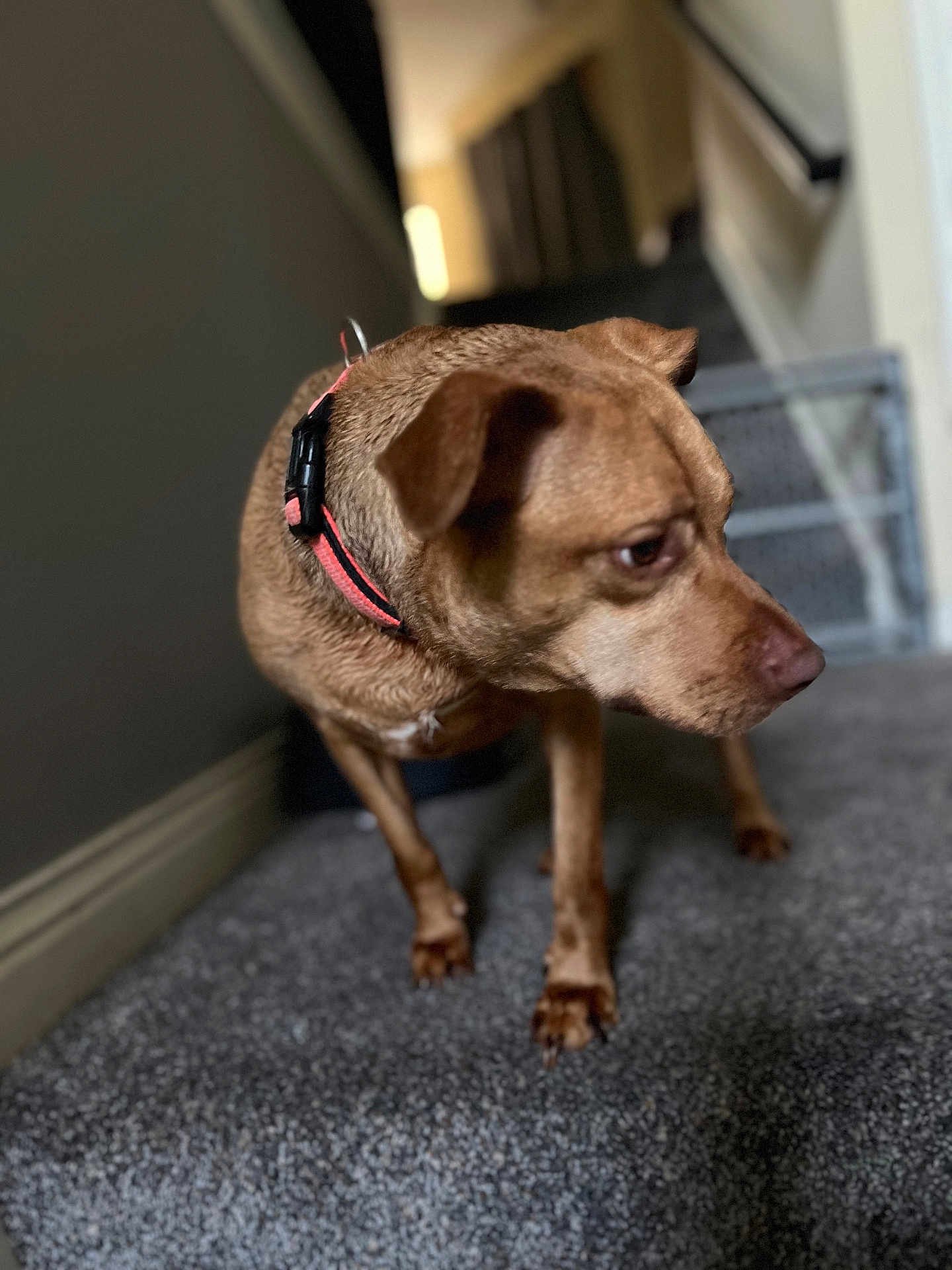 Tippy joined the competition — help win amazing prizes! dog, brown_dog, collar, carpet, staircase, indoor, pet, animal, canine, side_view, focused, curious, domestic, walking, paw, ears, snout, furry, mammal, house