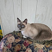 Ozzie joined the competition — help win amazing prizes! animal, cat, curious, cute, domestic_animal, ears, eyes, fabric, feline, floral_pattern, fur, heterochromia, indoor, pet, quiet, resting, siamese_cat, sitting, whiskers, wood_paneling