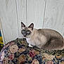 animal, cat, curious, cute, domestic_animal, ears, eyes, fabric, feline, floral_pattern, fur, heterochromia, indoor, pet, quiet, resting, siamese_cat, sitting, whiskers, wood_paneling