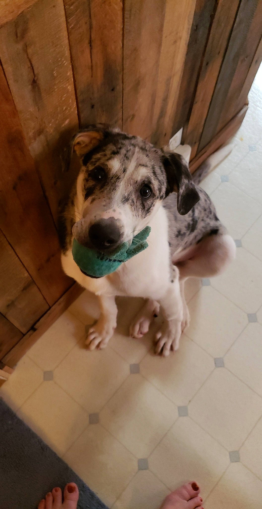 Echo joined the competition — help win amazing prizes! canidae, carnivore, catahoula_bulldog, dog, dog_breed, fawn, great_dane, guard_dog, koolie, louisiana_catahoula_leopard_dog, mammal, non_sporting_group, snout, sporting_group, vertebrate, working_dog