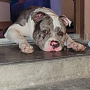Venom participe au concours pour gagner de l'argent avec cette photo : dog, pitbull, lying_down, concrete, doorstep, indoor, person, couch, relaxed, home, pet, animal, expression, floor, paws, resting, background, casual, domestic, companion