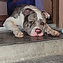 dog, pitbull, lying_down, concrete, doorstep, indoor, person, couch, relaxed, home, pet, animal, expression, floor, paws, resting, background, casual, domestic, companion