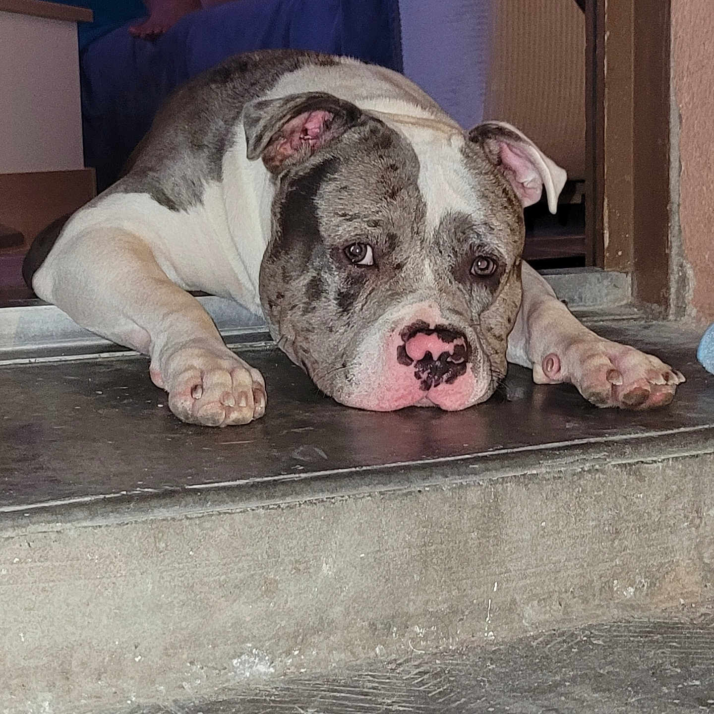 Venom participe au concours pour gagner de l'argent avec cette photo : animal, background, casual, companion, concrete, couch, dog, domestic, doorstep, expression, floor, home, indoor, lying_down, paws, person, pet, pitbull, relaxed, resting