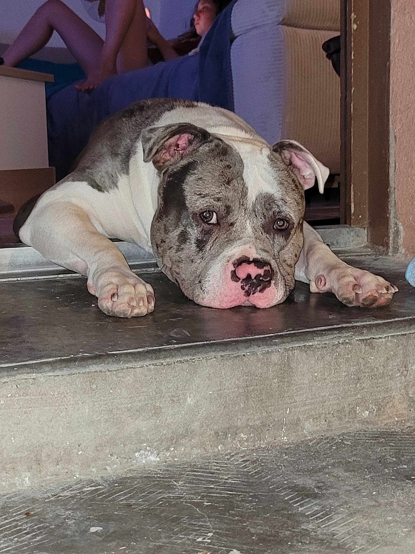 Venom participe au concours pour gagner de l'argent avec cette photo : dog, pitbull, lying_down, concrete, doorstep, indoor, person, couch, relaxed, home, pet, animal, expression, floor, paws, resting, background, casual, domestic, companion