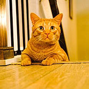 Blackie is registered to the contest to win money with this photo: animal, cat, close_up, cozy, curious, ears, feline, flooring, furniture, home, indoor, looking, orange_tabby, paws, pet, warm_lighting, whiskers, wide_eyes, wood_floor, wooden