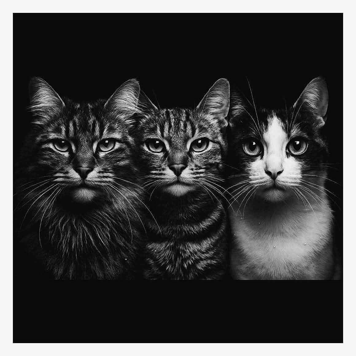 Nala Mimi Zelda participe au concours pour gagner de l'argent avec cette photo : animal, black_and_white, cat, cats, closeup, eyes, face, fur, head, monochrome, pet, portrait, staring, studio_lighting, symmetry, tabby_cat, three_cats, trio, tuxedo_cat, whiskers