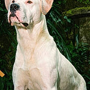 Tyson participe au concours pour gagner de l'argent avec cette photo : dog, white_dog, outdoor, garden, greenery, plant, nature, animal, pet, canine, portrait, muscular, alert, fur, ears, snout, sitting, watchful, natural_light, serious_expression