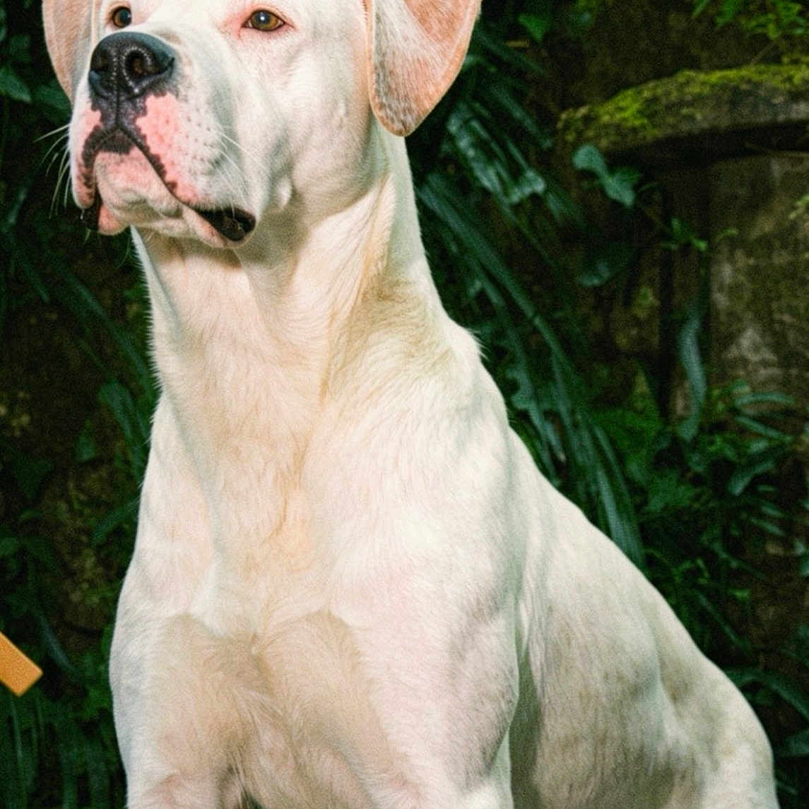 Tyson