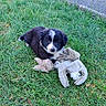 puppy, dog, black_and_white, fluffy, young_dog, grass, outdoors, stuffed_toy, plush_toy, sitting, looking_at_camera, portrait, pet, animal, road, greenery, lawn, white_markings, fur, cute