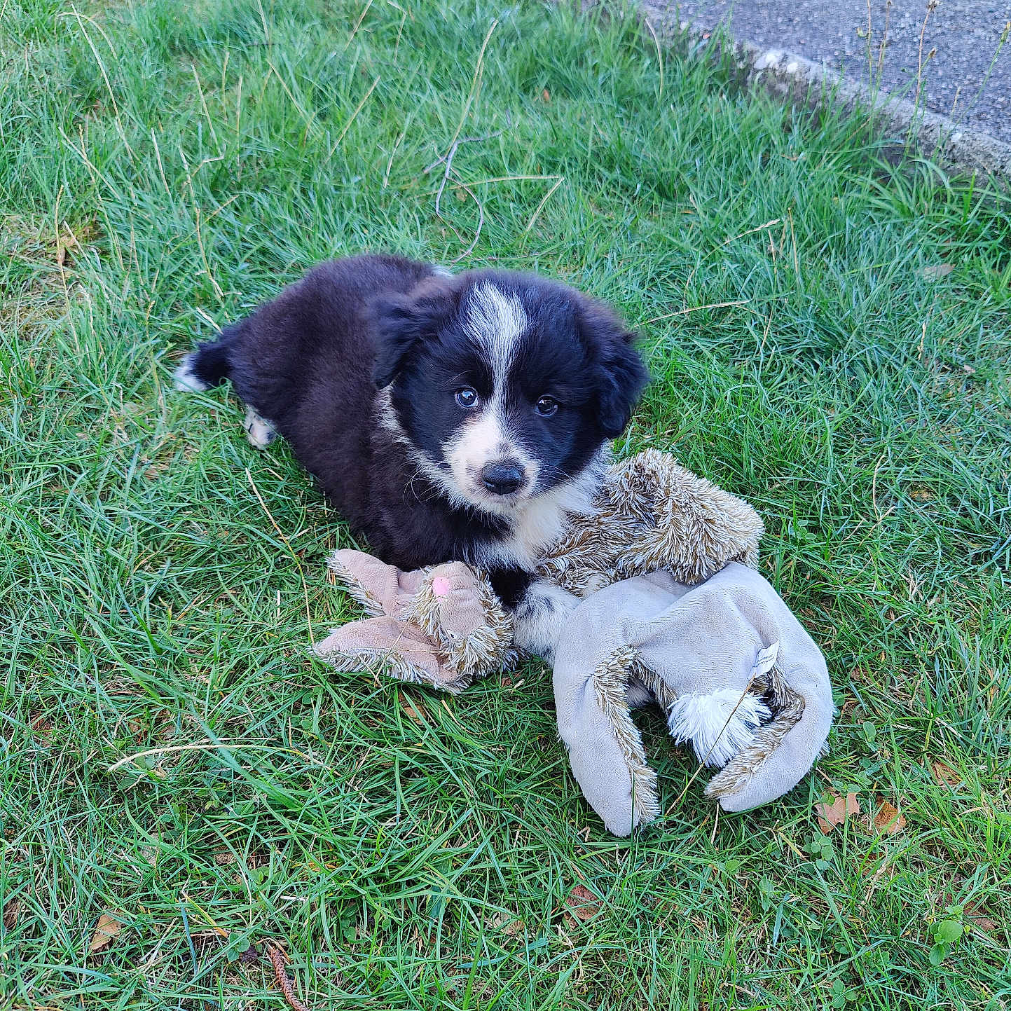 Baloup participe au concours pour gagner de l'argent avec cette photo : puppy, dog, black_and_white, fluffy, young_dog, grass, outdoors, stuffed_toy, plush_toy, sitting, looking_at_camera, portrait, pet, animal, road, greenery, lawn, white_markings, fur, cute
