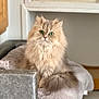 cat, fluffy, green_eyes, feline, pet, indoor, cozy, blanket, chair, soft_texture, curious, calm, home_interior, domestic_animal, long_hair, cute, sitting, portrait, furniture, relaxed