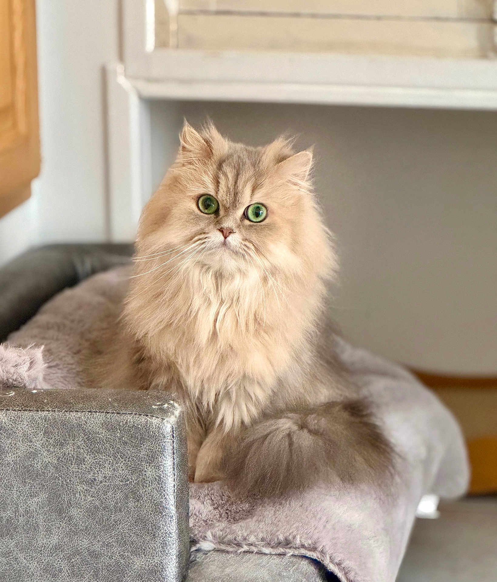 Thalie a rejoint le concours — aidez-le/la à gagner de superbes lots ! cat, fluffy, green_eyes, feline, pet, indoor, cozy, blanket, chair, soft_texture, curious, calm, home_interior, domestic_animal, long_hair, cute, sitting, portrait, furniture, relaxed