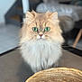 Thalie a rejoint le concours — aidez-le/la à gagner de superbes lots ! cat, green_eyes, fluffy, fur, basket, indoor, pet, animal, curious, close_up, portrait, feline, whiskers, soft_light, home, table, domestic_cat, looking, cute, mammal