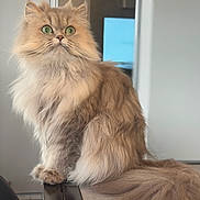 Thalie a rejoint le concours — aidez-le/la à gagner de superbes lots ! cat, fluffy, green_eyes, indoor, table, furniture, pet, domestic_animal, long_hair, sitting, close_up, curious, soft_lighting, cozy, animal, feline, whiskers, tail, portrait, cute