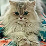 cat, fluffy, long_hair, green_eyes, pet, animal, cute, relaxed, indoor, close_up, soft, whiskers, paw, feline, mammal, portrait, resting, colorful_blanket, adorable, cozy