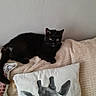 black_cat, cat, animal, pet, indoor, blanket, cushion, giraffe_pillow, plush_toy, cozy, resting, feline, sleepy, soft_texture, home, cute, relaxed, furniture, domestic_animal, cute_pet