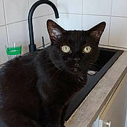 Poupouille participe au concours pour gagner de l'argent avec cette photo : animal, appliance, black_cat, cabinet, cat, countertop, curiosity, curious, domestic_animal, feline, fur, green_eyes, household, indoor, kitchen, pet, sink, tap, tile_wall, whiskers