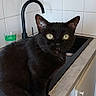 black_cat, cat, kitchen, countertop, sink, tile_wall, green_eyes, pet, domestic_animal, curious, feline, household, animal, fur, whiskers, indoor, appliance, cabinet, tap, curiosity