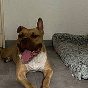 Aka a rejoint le concours — aidez-le/la à gagner de superbes lots ! dog, indoor, floor, tongue_out, relaxed, pet_bed, brown_dog, happy, canine, animal, paw, laying_down, domestic_animal, fur, snout, ears, home, resting, companion, cute