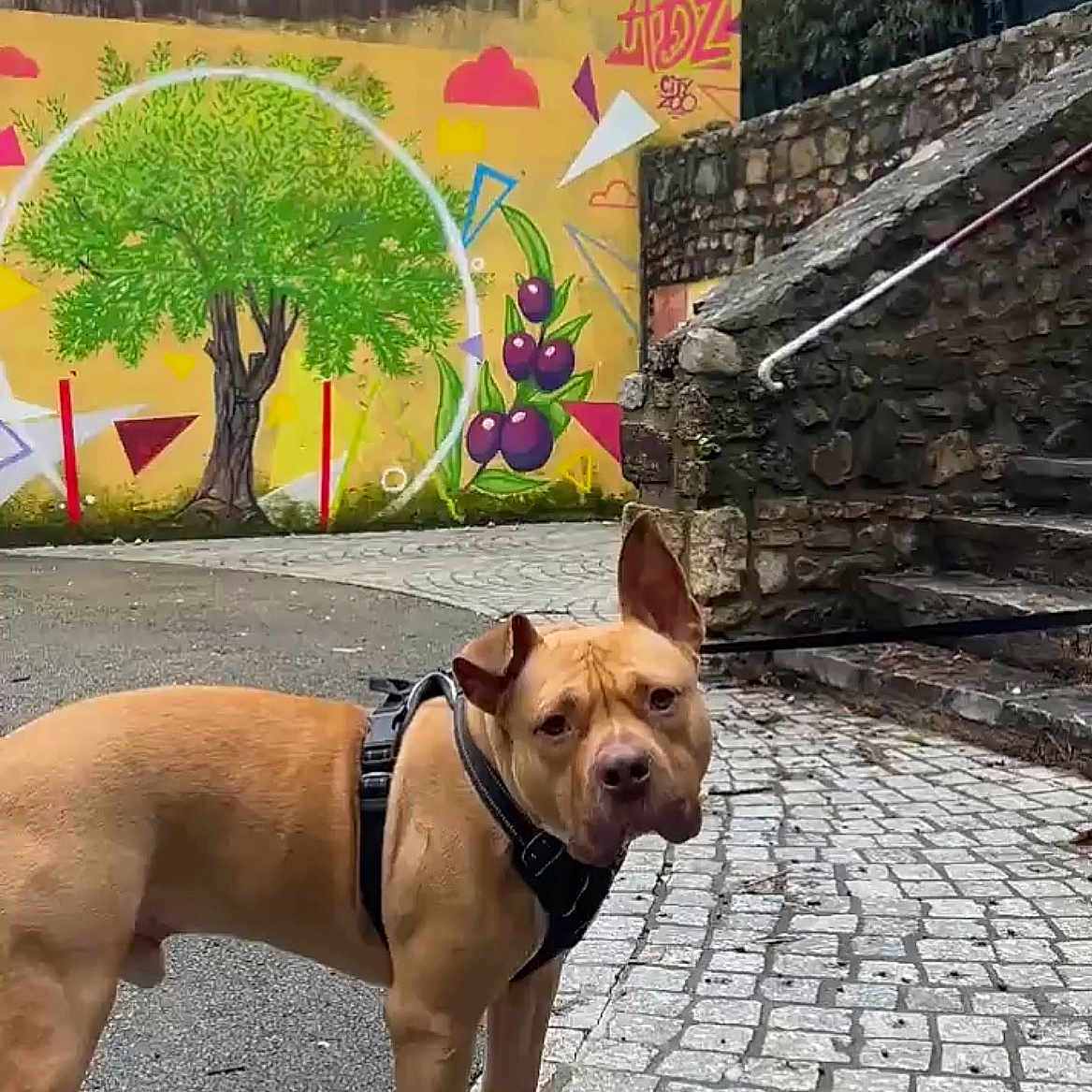 Aka a rejoint le concours — aidez-le/la à gagner de superbes lots ! dog, canine, animal, outdoor, pavement, cobblestone, stairs, stone_wall, mural, street_art, tree_painting, yellow_wall, harness, curious, pet, urban, background, colorful, daylight, nature
