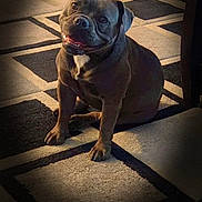 Sadie joined the competition — help win amazing prizes! dog, pet, indoor, carpet, smiling, canine, animal, brown, fur, ears, floor, home, sitting, portrait, cute, domestic, friendly, light, shadow, expression
