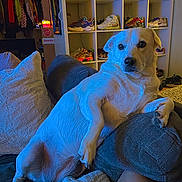 Gigi is registered to the contest to win money with this photo: dog, white_dog, couch, pillow, shoe_shelf, sneakers, indoor, relaxed, pet, furniture, cozy, living_room, footwear, carpet, leg, lighting, sitting, curious, home, casual