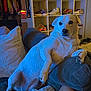 dog, white_dog, couch, pillow, shoe_shelf, sneakers, indoor, relaxed, pet, furniture, cozy, living_room, footwear, carpet, leg, lighting, sitting, curious, home, casual