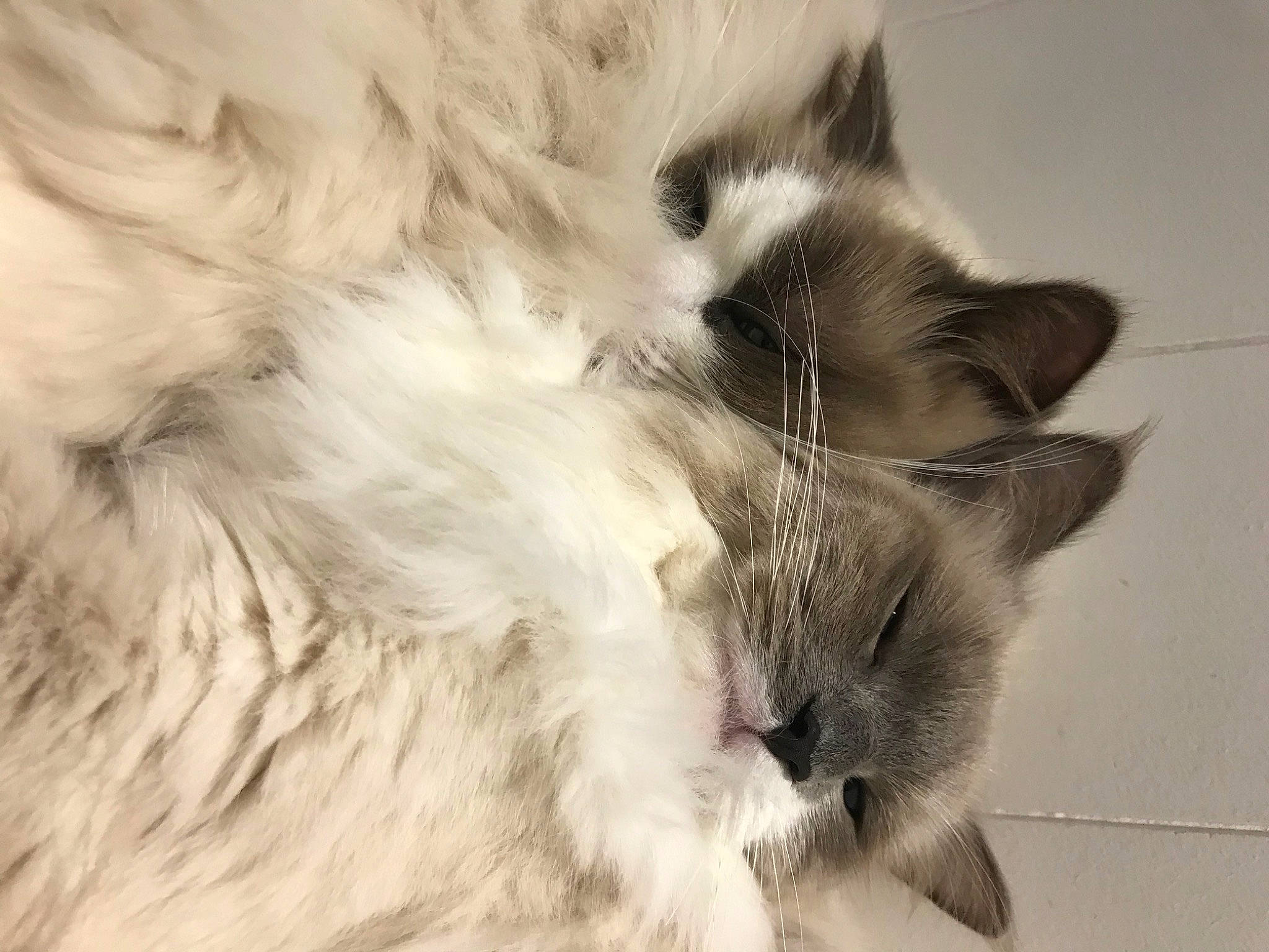 Jill joined the competition — help win amazing prizes! british_longhair, carnivore, cat, claw, close_up, domestic_short_haired_cat, fawn, felidae, fur, iris, monochrome, monochrome_photography, paw, small_to_medium_sized_cats, snout, tail, thai, whiskers, window