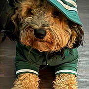 Hendrix is registered to the contest to win money with this photo: dog, puppy, curly_fur, green_hoodie, green_hat, pet, indoor, wooden_floor, cute, cozy, fur, animal, canine, lying_down, portrait, clothing, fashion, adorable, domestic_animal, mammal